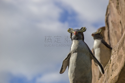 企鹅,自然,天空,公园,野生动物,颈,水平画幅,蓝色,鸟类,英格兰