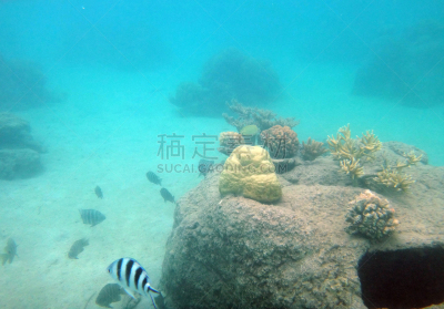 papeete,水,水平画幅,无人,水下,夏天,礁石,海滩,热带气候,濑鱼
