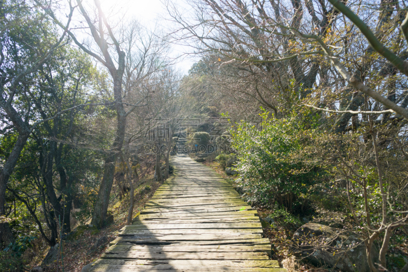 散步道,静冈县,木板路,水平画幅,冬天,日本,林荫大道,摄影,步行