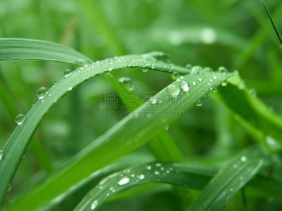 露水,一个物体,宽边软帽,姿态不雅,水,水平画幅,湿,早晨,草坪,户外