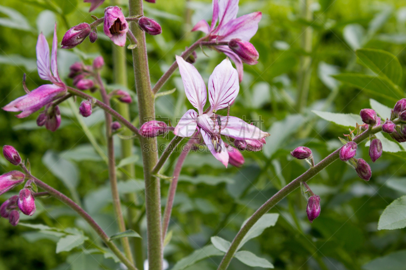 菜园,粉色,白藓皮,芸香科,美,水平画幅,白藓属,夏天,户外,特写