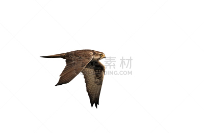 雌猎鹰,自然,野生动物,食肉鸟,水平画幅,英国,鸟类,背景分离,猎鹰,捕食