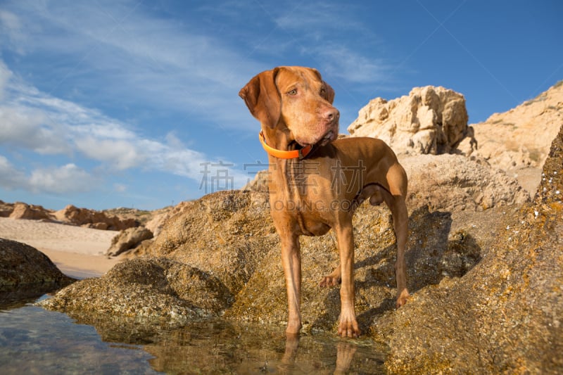 悬崖,狗,海滩,维希拉猎犬,自然,水平画幅,无人,户外,波音达猎犬,海洋