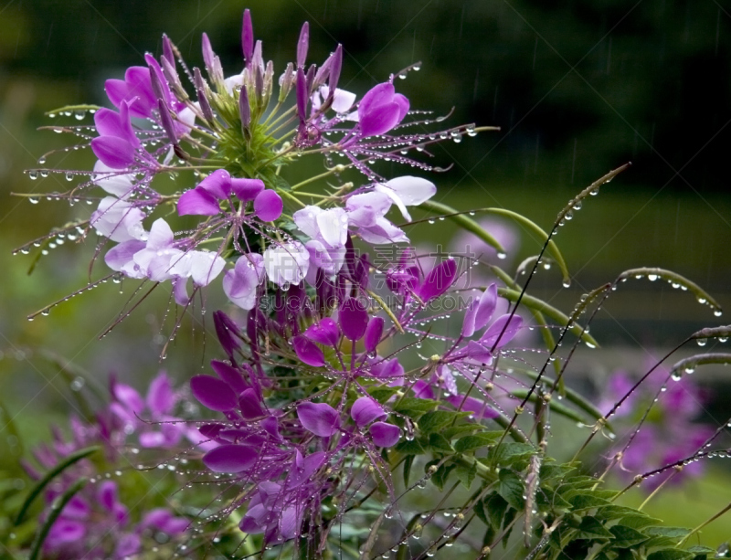 醉蝶花,雨滴,白色,水平画幅,绿色,彩色图片,无人,品红色,粉色,仅一朵花