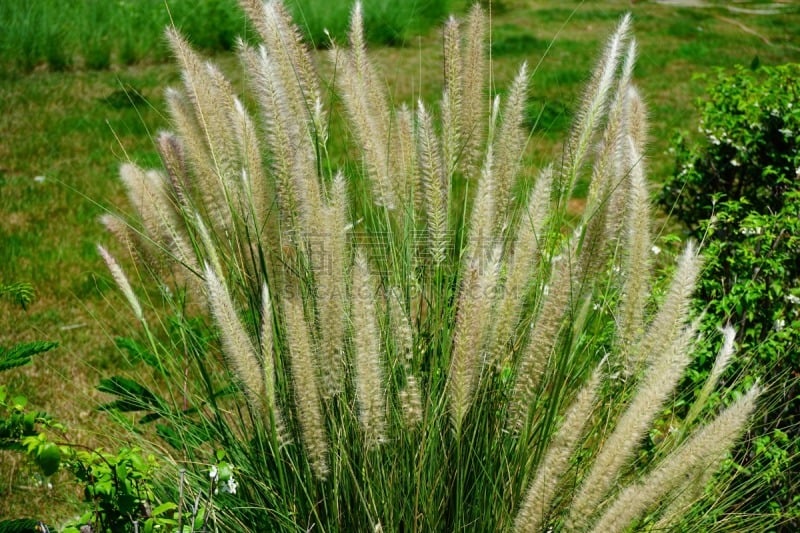 潘帕斯大草原,接力赛,芒草,公园,水平画幅,无人,夏天,户外,泰国,活力