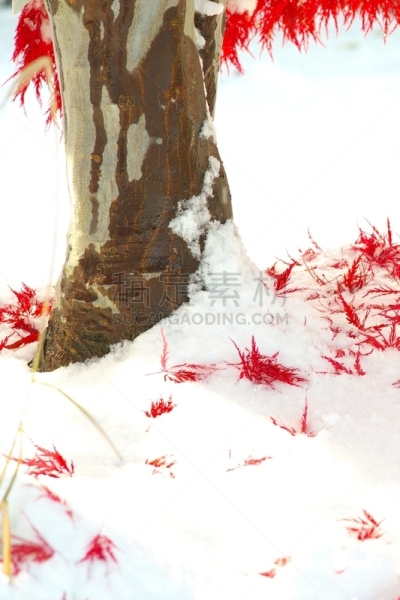 秋天,银色,染料,垂直画幅,雪,无人,葡萄树枫木,户外,北海道,镜头眩光