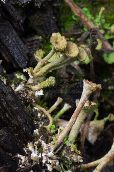 地衣,藻青菌,自然,垂直画幅,植物,绿色,无人,苔藓,摄影