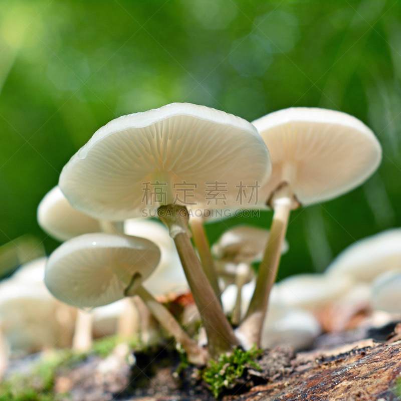 蘑菇,瓷样伞菇,自然,饮食,罗马尼亚,无人,有毒生物体,苔藓,生食,菌腮