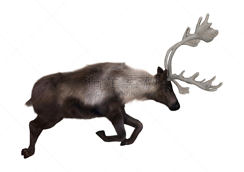 白色,三维图形,北美,鹿,自然,野生动物,水平画幅,无人,原野,雄性动物