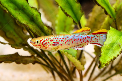 侧牙鲈,水族馆,鱼类,蓝色,丝鳍拟花鮨,脂鲤,斑马鱼,加蓬,动物鳍,水