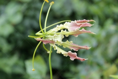 家庭,火红色百合,火百合花,动物,开花植物,百合花,品牌名称,虎,爪,鹭管鱼