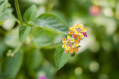 马鞭草科,南美,水平画幅,无人,夏天,泰国,白色,热带灌木,多年生植物
