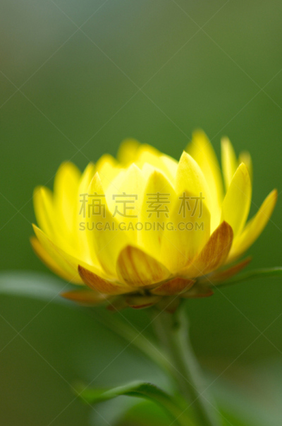足立区,垂直画幅,贝壳,日本,东亚,特写,植物,亚洲,黄色,东京