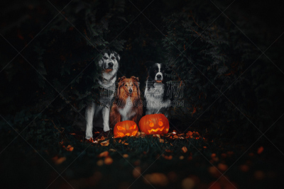 狗,南瓜,哺乳纲,动物,爱斯基摩犬,犬科的,西伯利亚哈士奇犬,阿拉斯加雪橇犬,节日