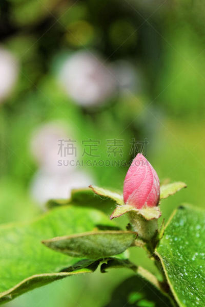 春天,花蕾,温柏,农业,皱皮木瓜,清新,色彩鲜艳,自然美,色彩饱和,3到4个月