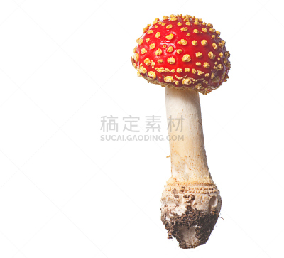 红色,鹅膏菌,自然,水平画幅,无人,有毒生物体,毒蝇菇,斑点,背景分离,影棚拍摄