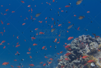 鱼群,鳃鱼,红海,一半的,阿拉伯,水下,白色,橙色,蓝色,黑色