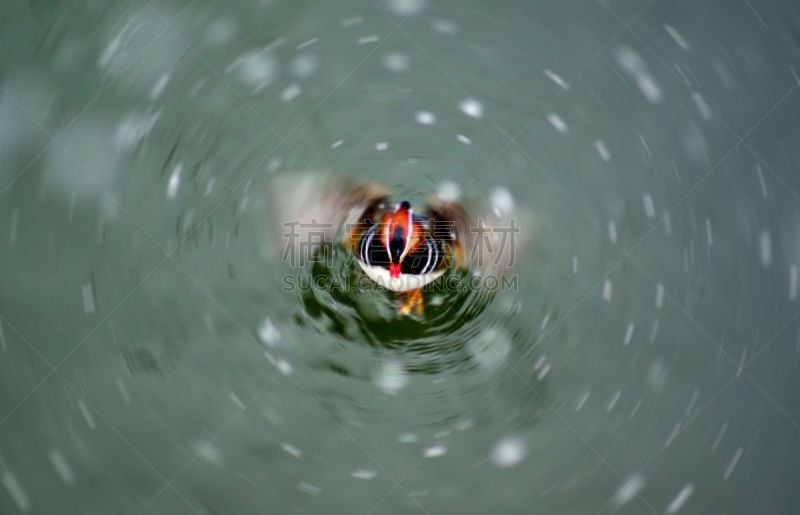 鸭子,正面视角,水,口哨,风,高视角,动物保护,雪,动物身体部位,小齿轮