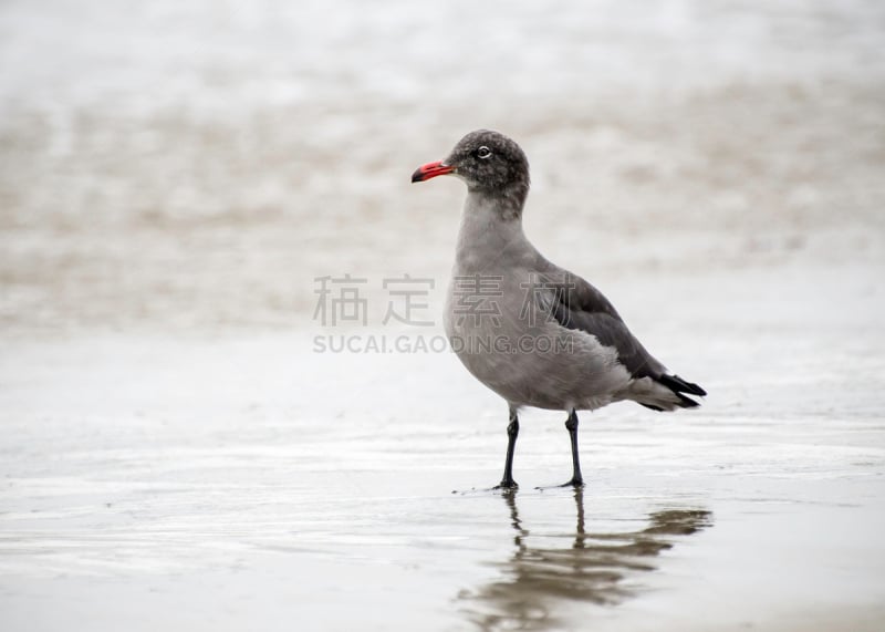 航鸥,海滩,自然,野生动物,水平画幅,沙子,无人,鸟类,加利福尼亚,一只动物