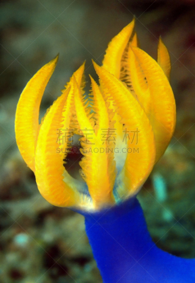 水下,美,婆罗洲岛,沙巴州,触须,事件,海洋生命,野生动物,环境保护,海龟