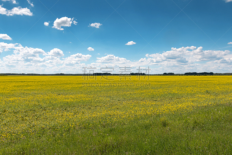 天空,田地,蓝色,黄色,云,美,水平画幅,无人,草坪,夏天