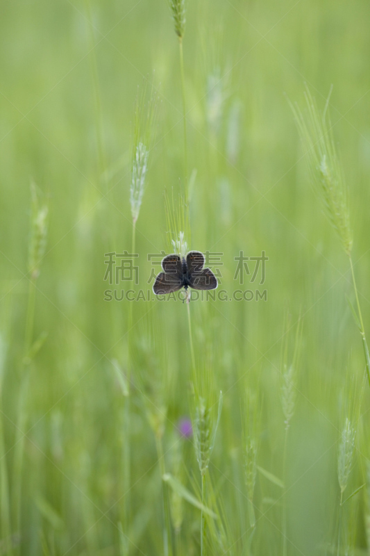 斯普林费德,垂直画幅,选择对焦,留白,蝴蝶,无人,夏天,户外,乡村风格,草