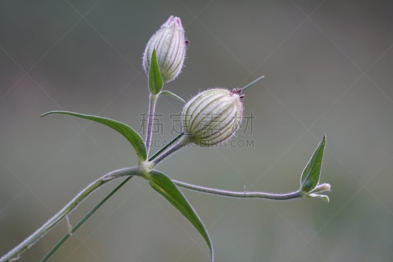 白色,水平画幅,秋天,无人,柏林,夏天,光,特写,石竹类属植物,种子包