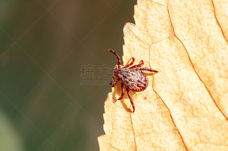 危险,寄生的,螨,夏天,脑炎,小的,背景,自然,野生动物