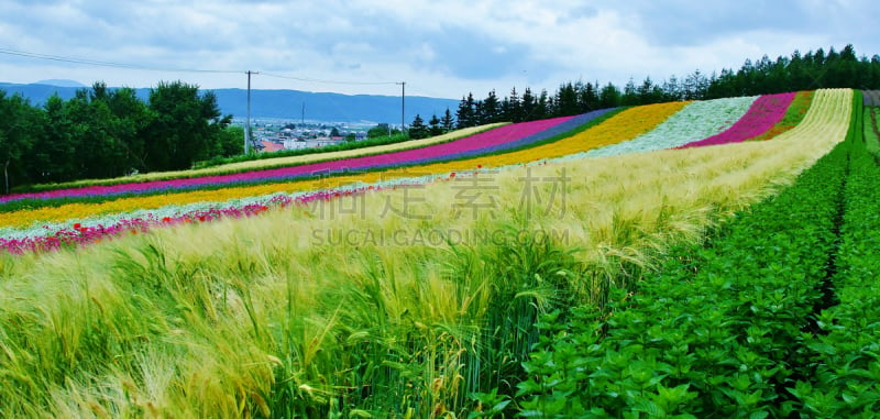 农场,富良野盆地,北海道,美,水平画幅,无人,夏天,户外,田地,熏衣草