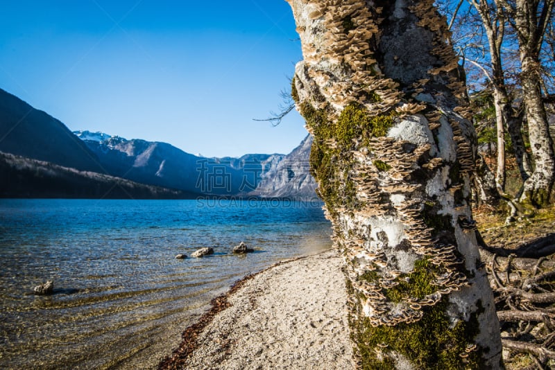 lake bohinj,植物类型,波悉尼,特里格拉夫国家公园,julian alps,公园,水平画幅,无人,东欧,户外