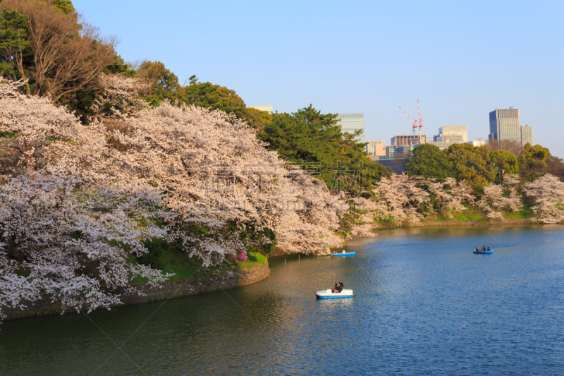 东京,日本,樱桃树,千鸟渊,千代田区,护城河,花见节,天空,美,里山