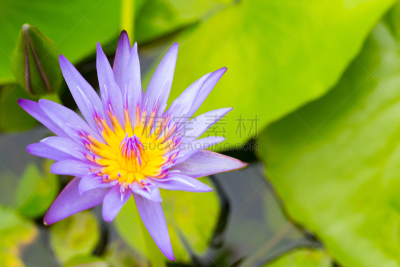 睡莲,莲藕,荷花,国内著名景点,仅一朵花,白色背景,印度,决心,白睡莲
