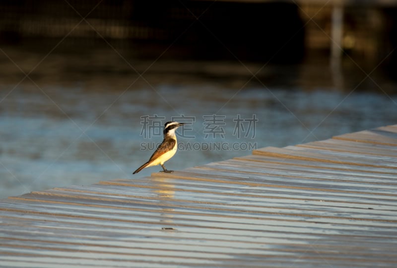 码头,大斑纹霸鶲,热带鸟,水,美,褐色,水平画幅,无人,鸟类,野外动物