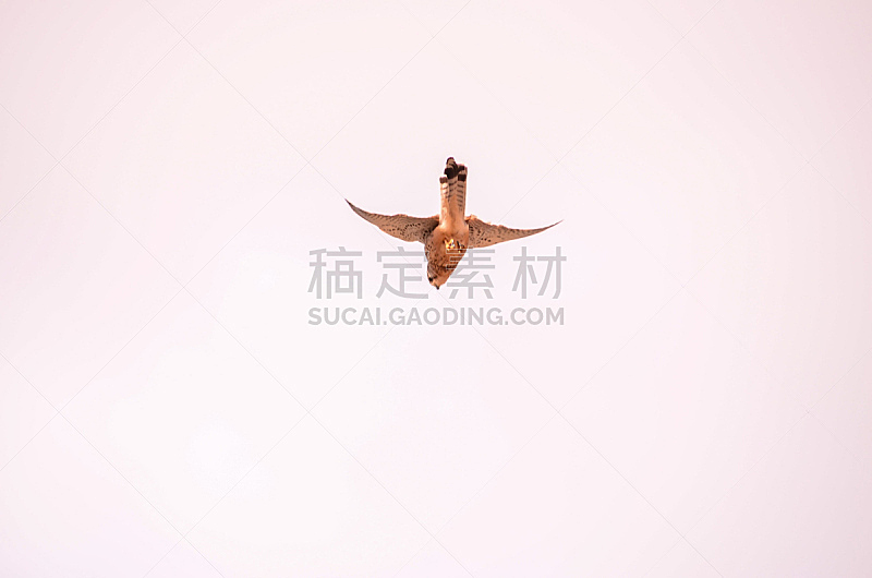 红隼,老鹰,鸟类,鹭管鱼,褐色,野生动物,食肉鸟,水平画幅,猎鹰,2015年