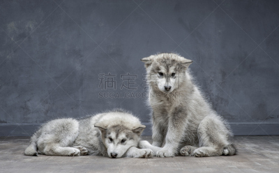 阿拉斯加雪橇犬,特写,注视镜头,五只动物,雪橇犬,褐色,水平画幅,爪子,动物身体部位,哺乳纲