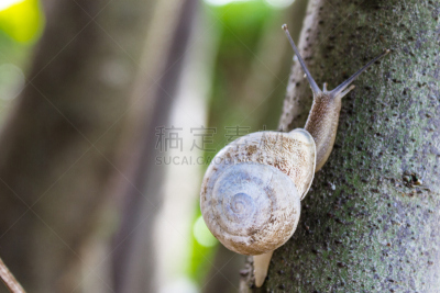 蜗牛,山矢车菊,水平画幅,阿尔卑斯山脉,无人,意大利,森林,户外,草,摄影