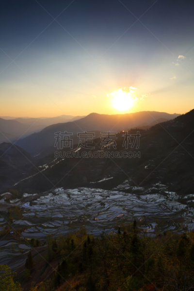 元阳,梯田,哈尼族,云南省,垂直画幅,水,曙暮光,户外,水稻梯田,农作物