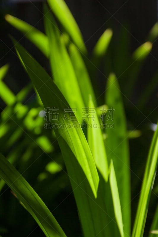 自然,绿色,叶子,食品,健康食物,符号,垂直画幅,pandani,芳香的,枝繁叶茂