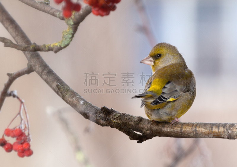 冬天,绿黄色科鸣鸟,白昼,自然,寒冷,水平画幅,绿色,小的,雪,鸟类