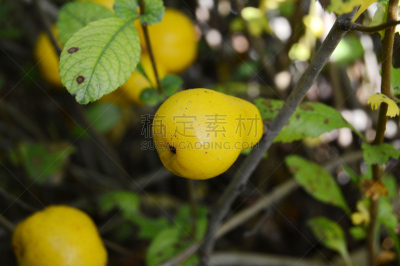 水果,自然,水平画幅,秋天,无人,皱皮木瓜,枝,园林,户外,熟的