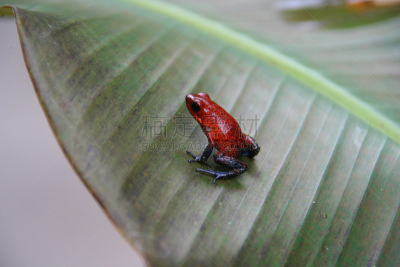 草莓色毒镳蛙,tortuguero national park,哥斯达黎加,利蒙港,蓝色牛仔裤的青蛙,托尔图格诺,箭毒蛙,里蒙省,自然,野生动物