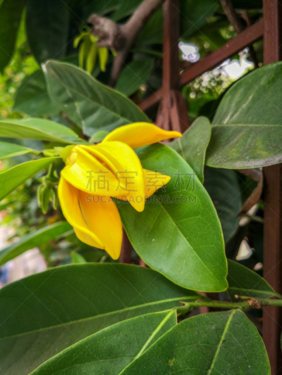 Yellow Ylang-Ylang Perfume Tree