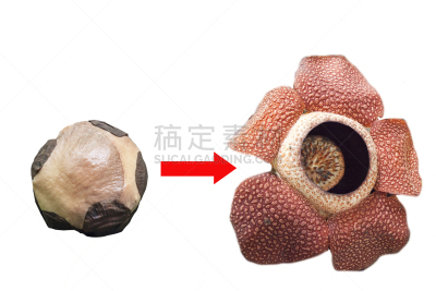 大王花,白色背景,计划书,分离着色,花蕾,热带气候,食品,甜点心,甜食,熊