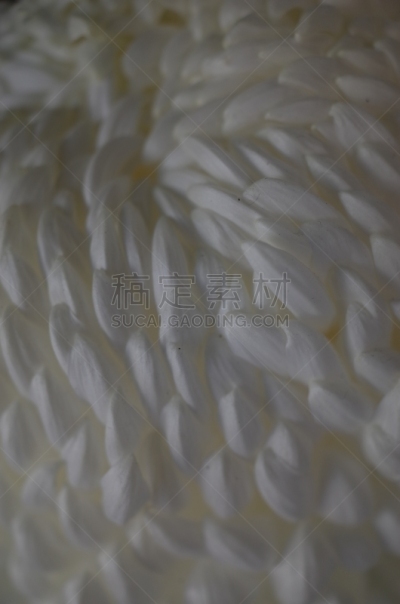 白色,菊花,大特写,传统,清新,仅一朵花,枝繁叶茂,自然美,植物,户外