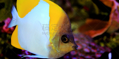 锥形蝴蝶鱼,自然美,鱼缸,热带鱼,生物学,深的,杂食动物,海洋生命,野生动物,环境