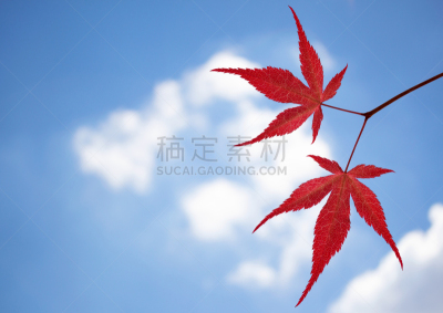 天空,红色,枫叶,红花槭,自然,图像聚焦技术,选择对焦,水平画幅,仿旧磨损的效果,秋天