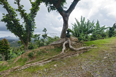 庞塞,木棉树,山,在上面,林间空地,植物群,波多黎各,热带气候,树干,植物