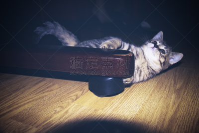 苏格兰,可爱的,背景分离,灰色,肖像,好奇心,哺乳纲,猫科动物,小的,动物