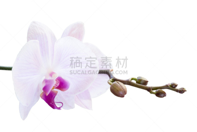 粉色,枝,花蕾,兰花,白色,鸽河,鸽子,不,复活节,水平画幅