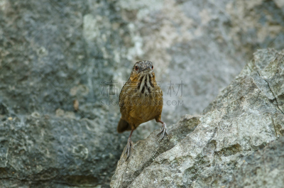 石灰石,鹪鹩,babbler,自然,褐色,新的,水平画幅,可爱的,无人,鸟类